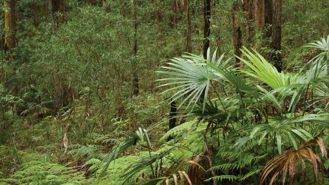 Booti Hill and Wallis Lake Walking Track