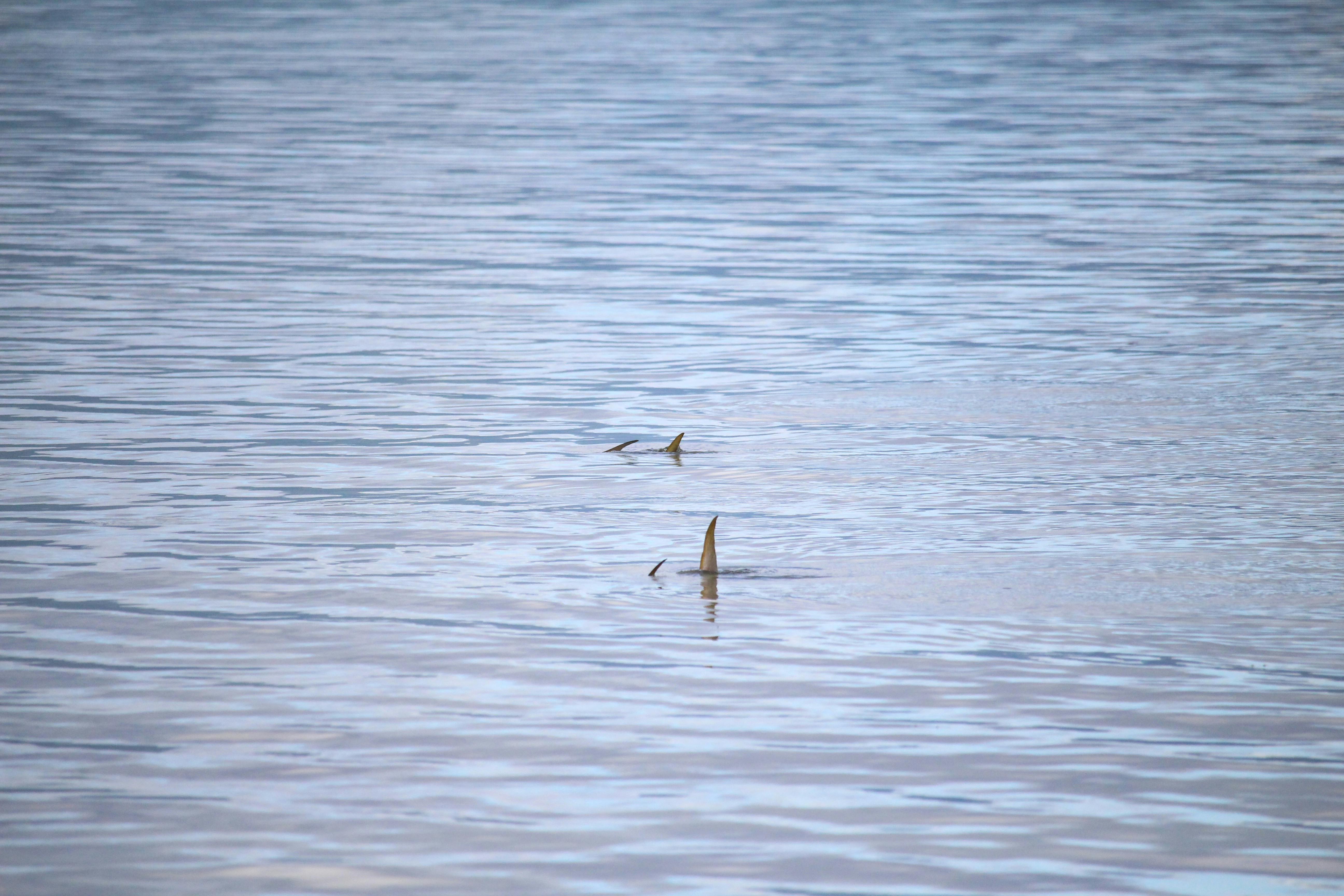 Permit on the flats
