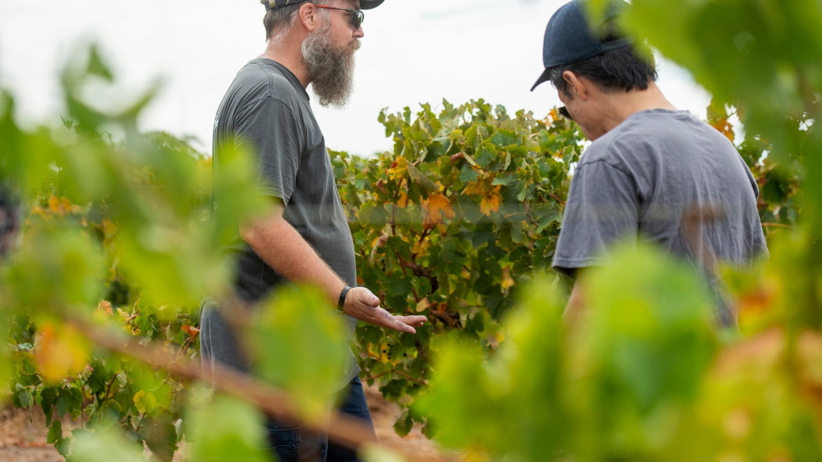 Image for Old Vines to Great Wines (Vineyard Tour and Tasting)