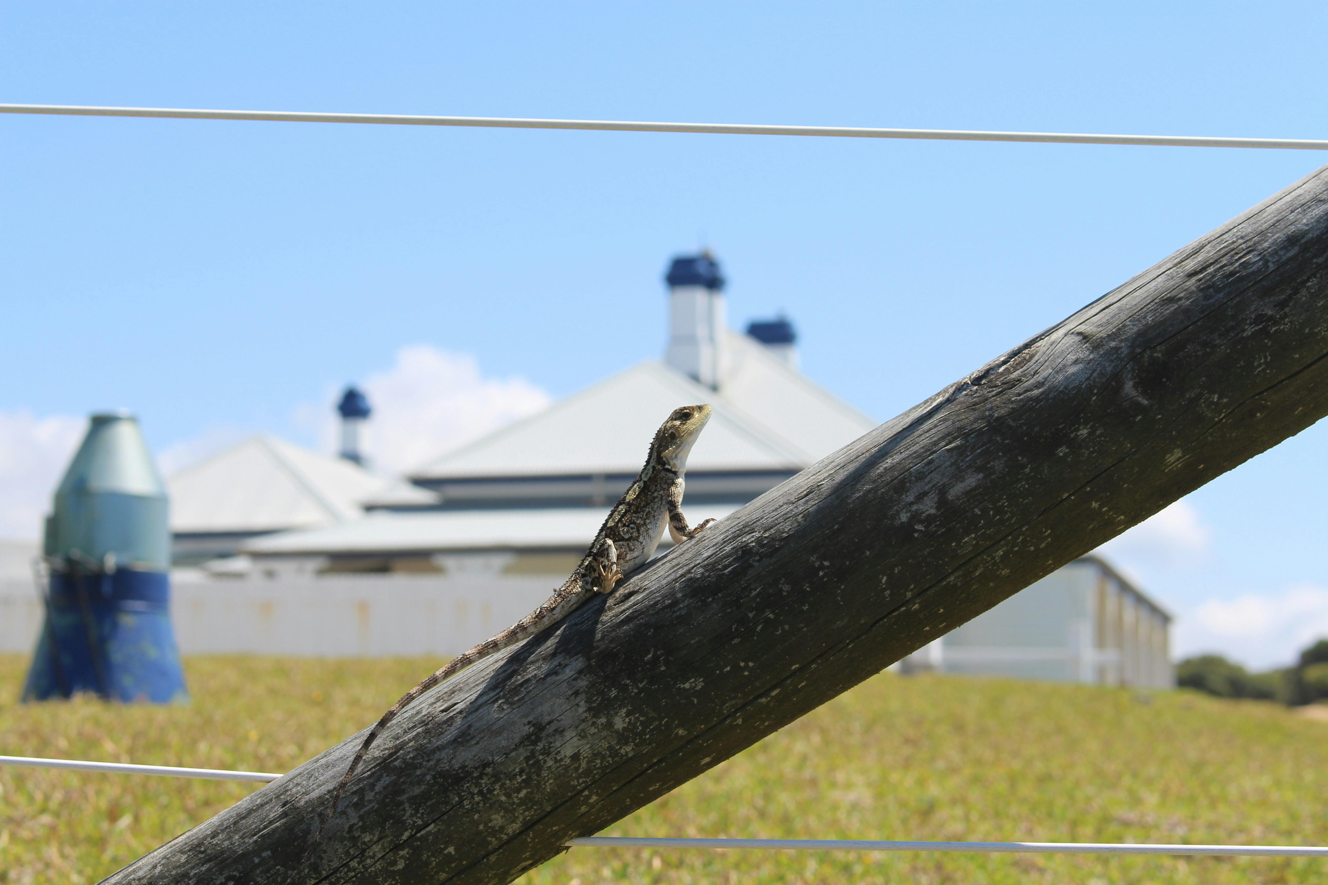 Lizard sunning itself with Greencape Lighthouse in the background.