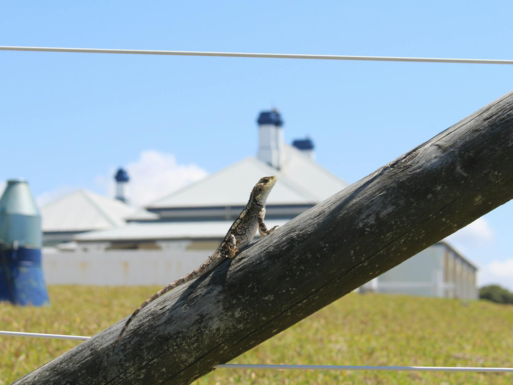 Lizard sunning itself with Greencape Lighthouse in the background.