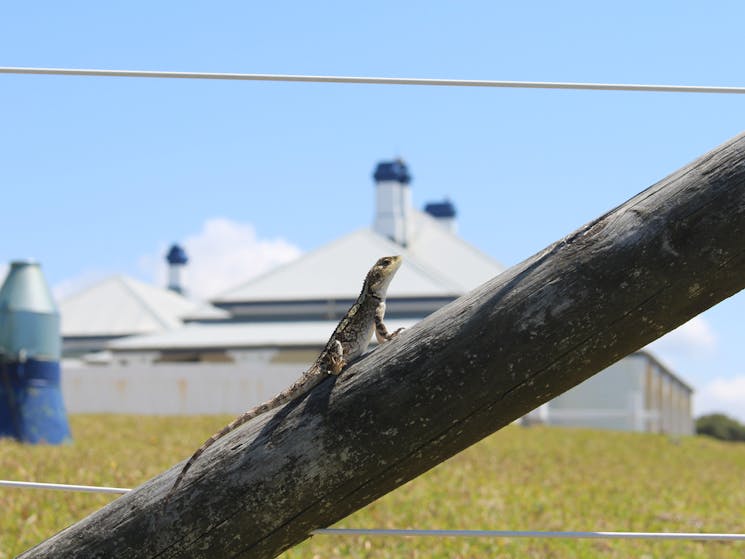 Lizard sunning itself with Greencape Lighthouse in the background.