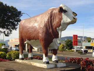 Rockhampton Bull Statues