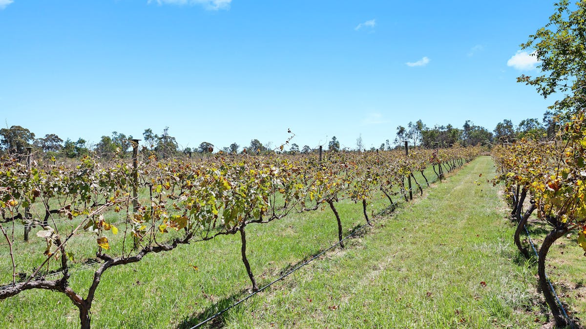 Pinotage & Verdelho vines
