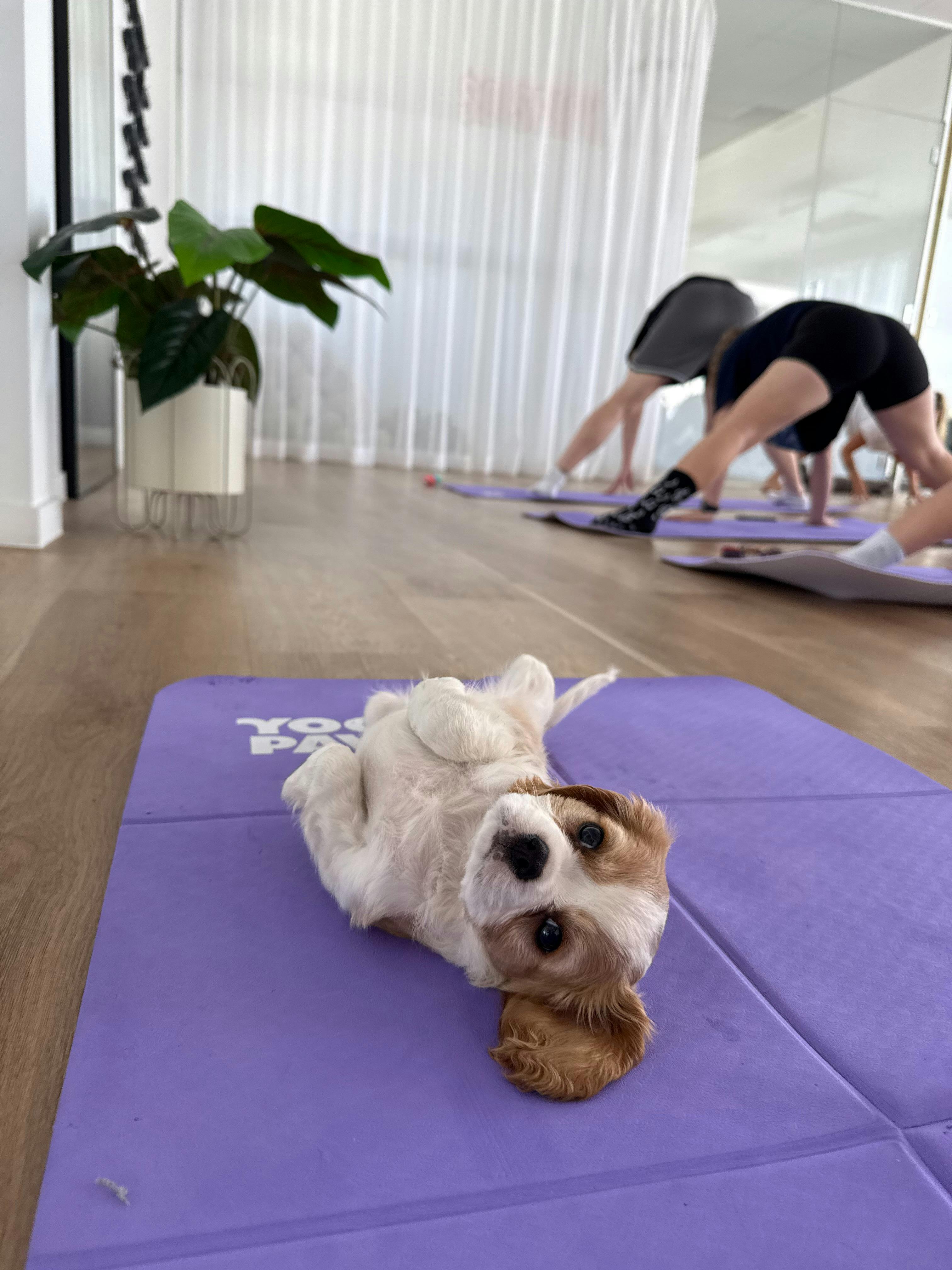A puppy relaxing on a mat during a Yoga Paws Sunshine Coast session.