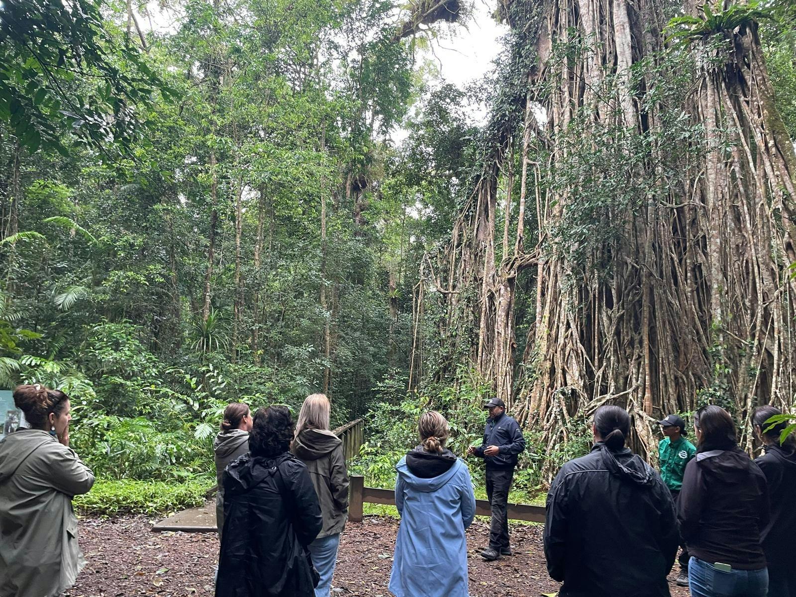 Tour guides talks to group at Cathedral Fig Tree