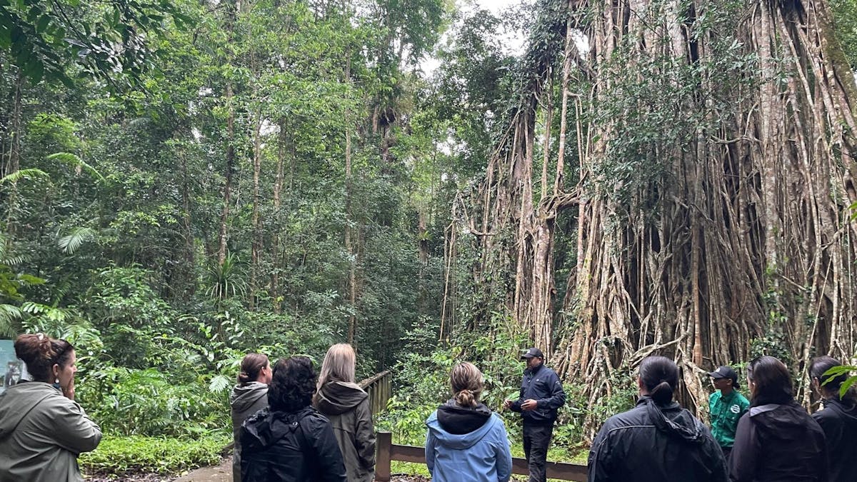 Tour guides talks to group at Cathedral Fig Tree