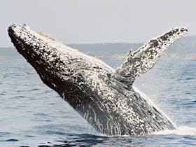 Whales can weigh up to 40 tonnes.