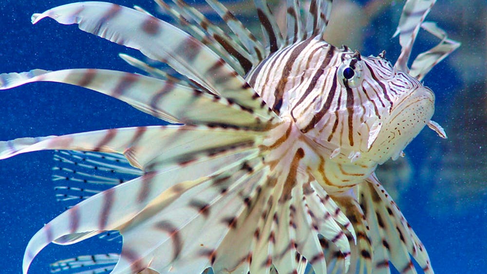 Reef HQ Aquarium
