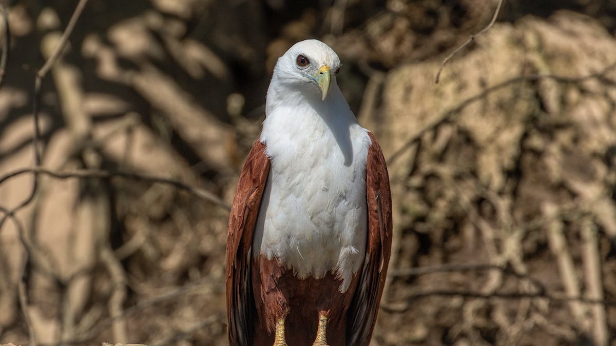 Brahminy kite