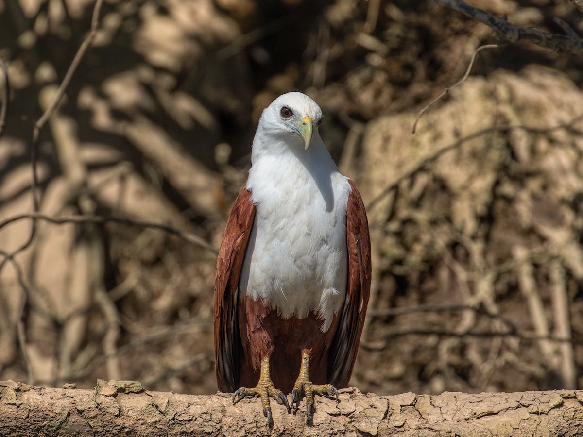 Brahminy kite