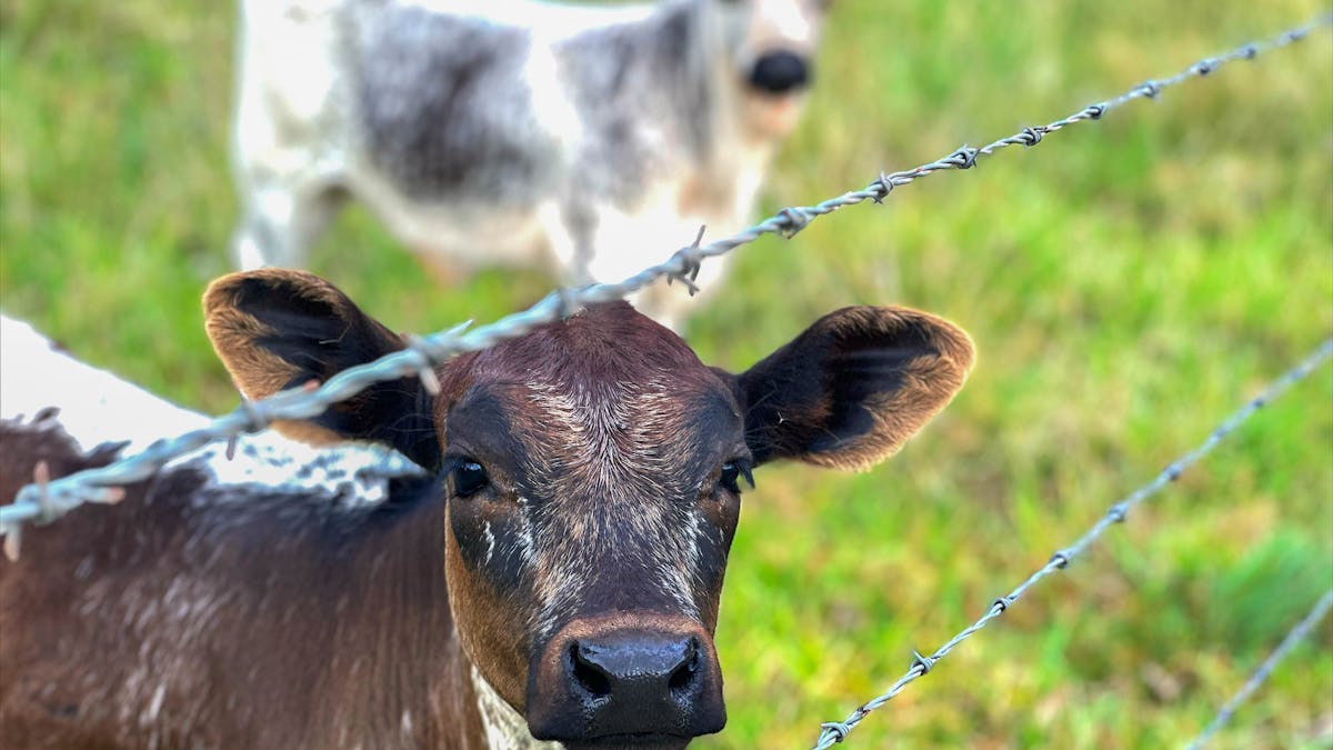 Young calves standing behind a fence in a green paddock beside Yarraman Caravan Park and Cabins.