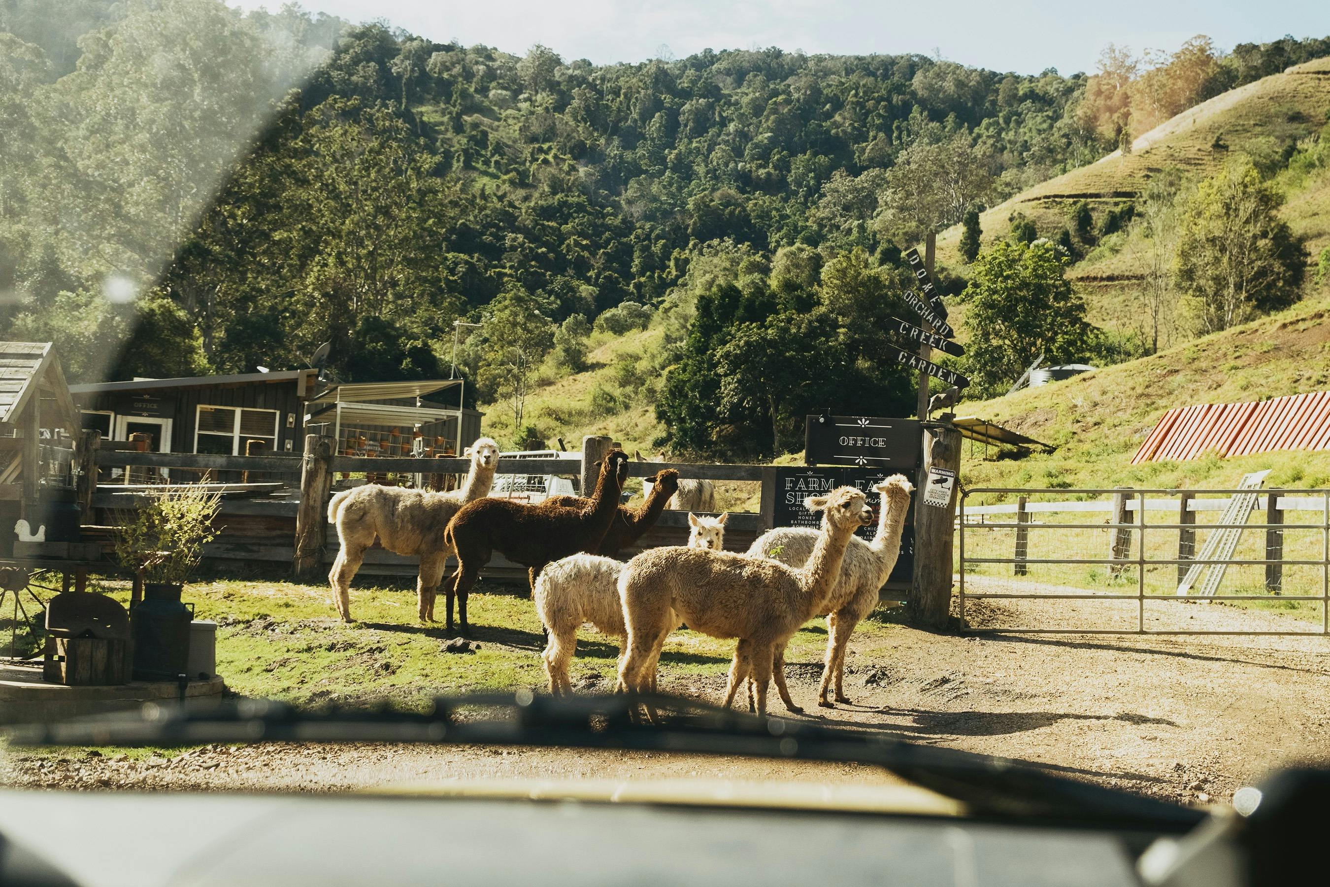 Alpacas waiting