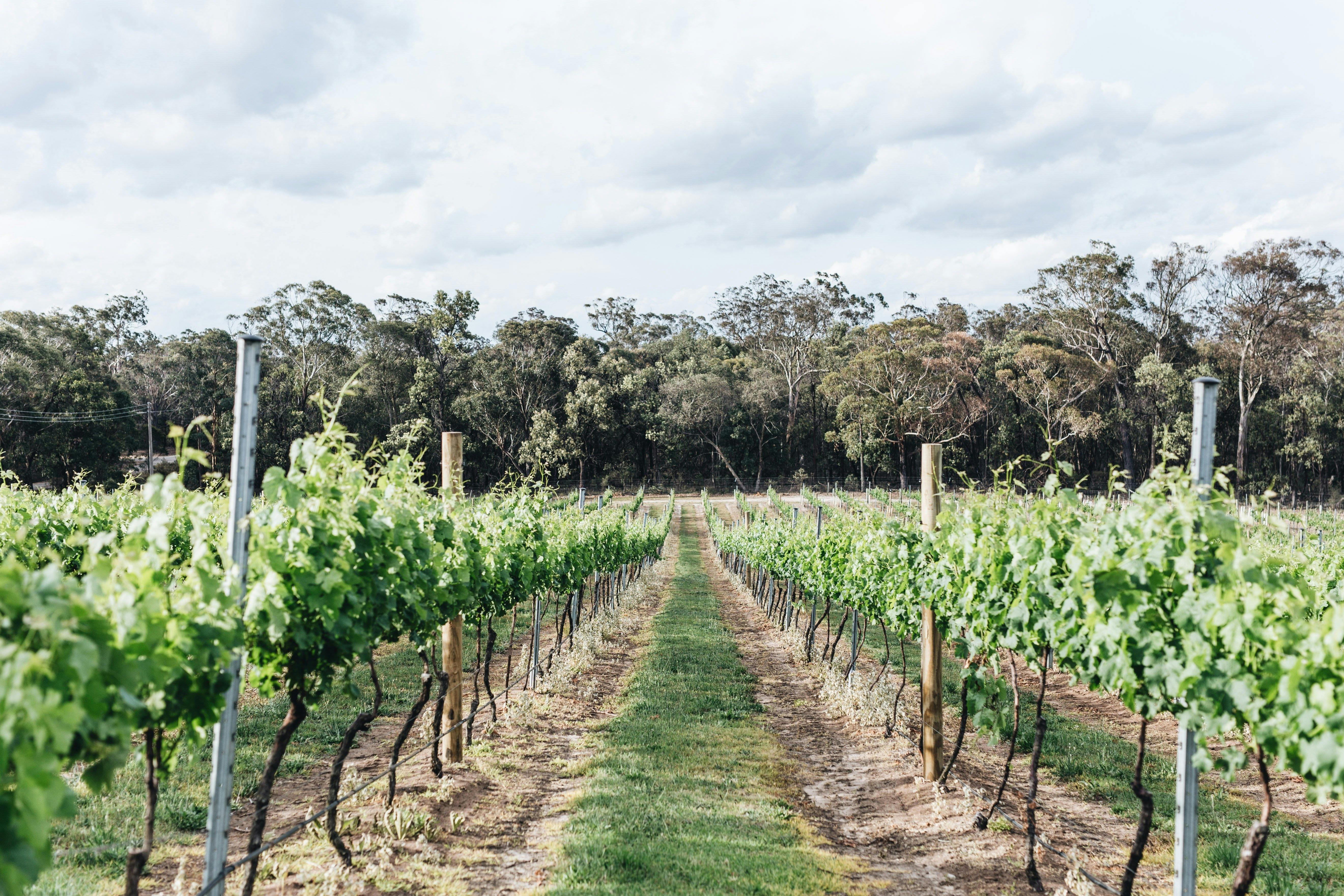 PepperGreen Estate Vineyard Canyonleigh