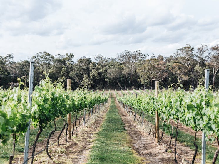 Peppergreen Estate Nsw Holidays Amp Accommodation Things