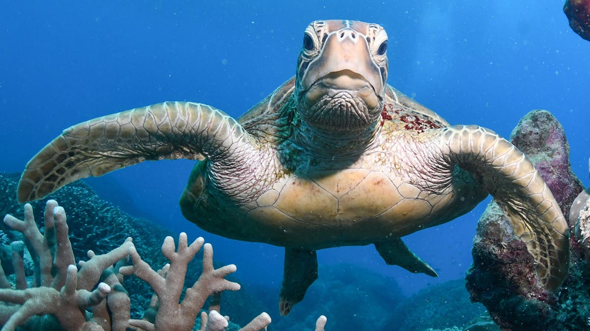 Snorkel with turtles on the Evolution Outer Reef Cruise
