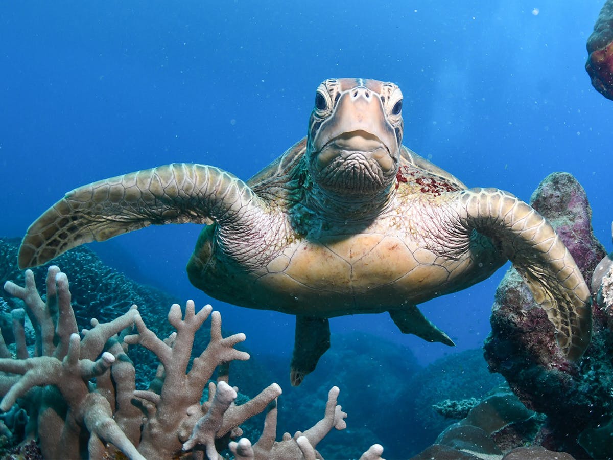 Snorkel with turtles on the Evolution Outer Reef Cruise