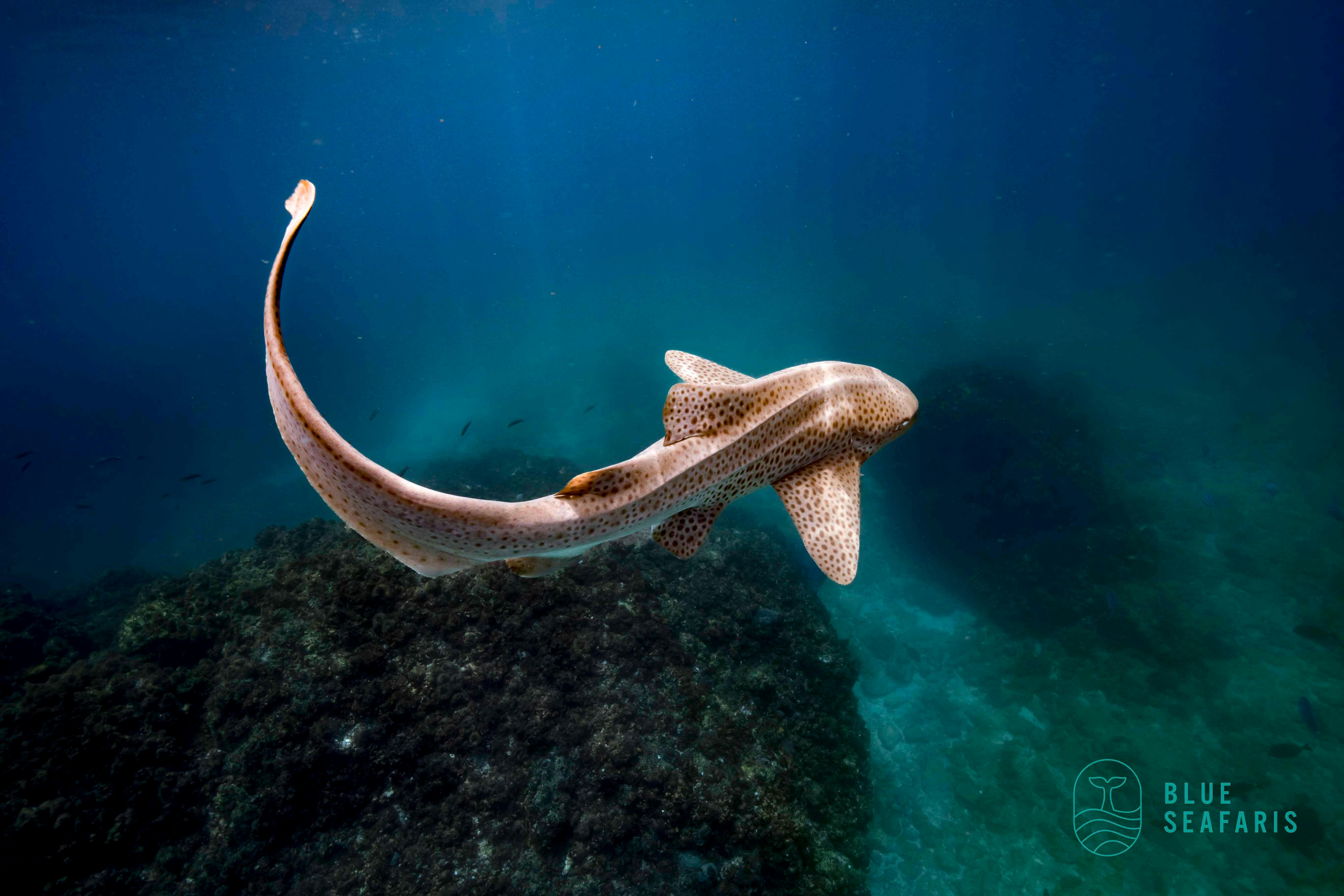 Cook Island, Turtle,Byron Bay, snorkelling, freediving, diving