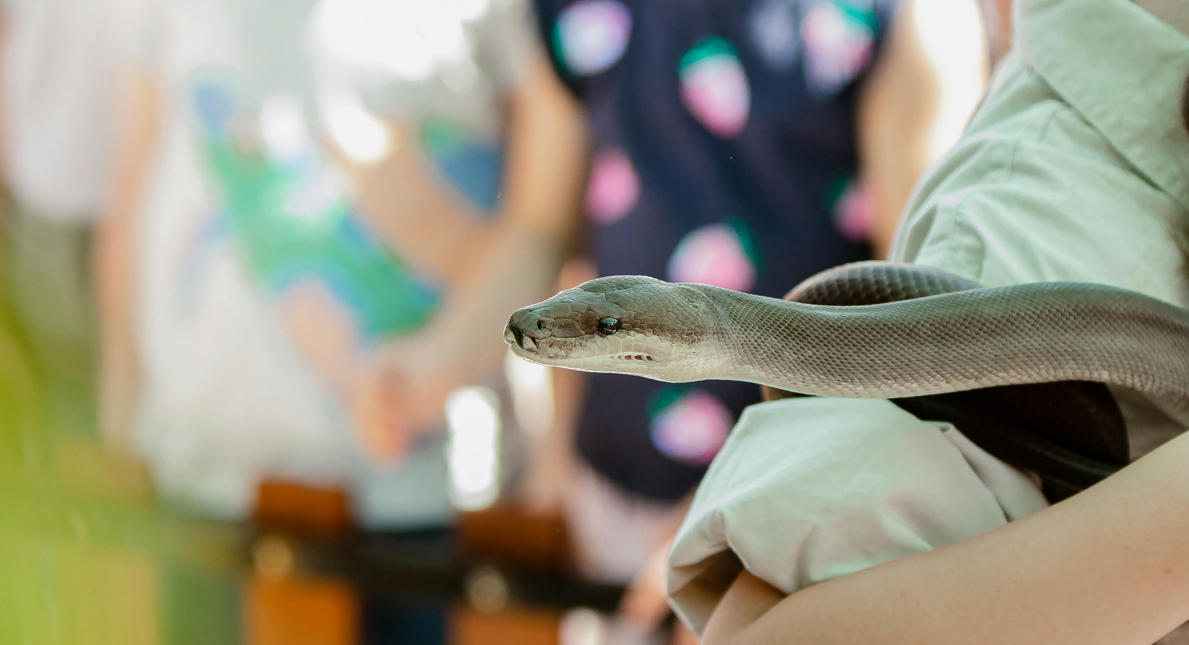 Close up of dark coloured snake with children standing in background