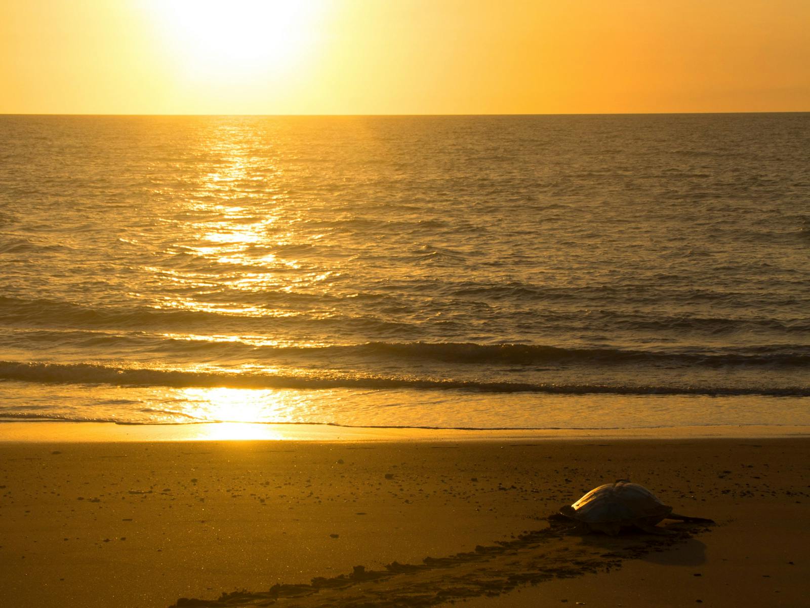 Sunset_Turtles_Sea_Darwin