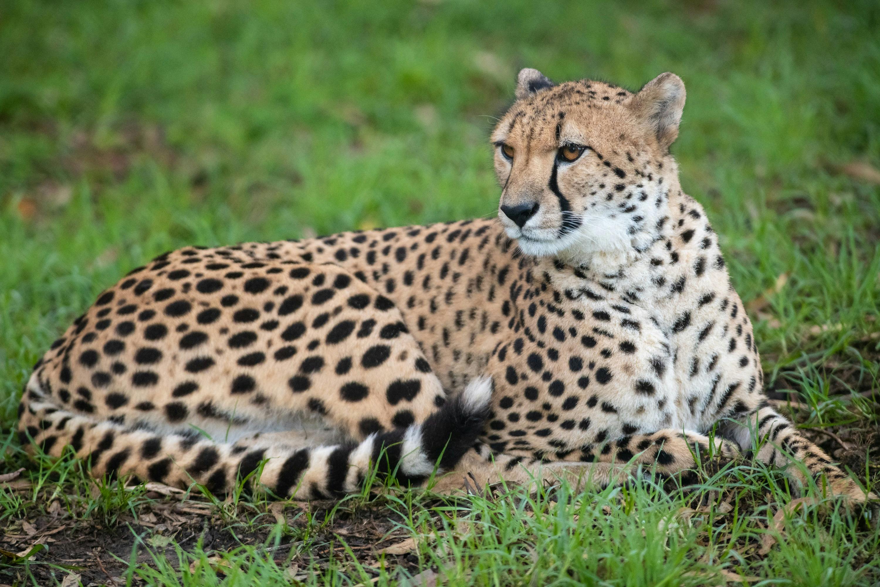Cheetah laying down