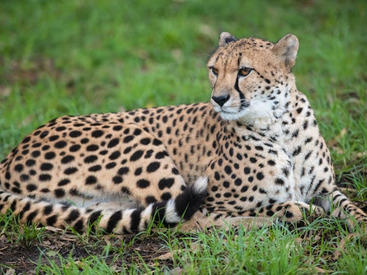Cheetah laying down