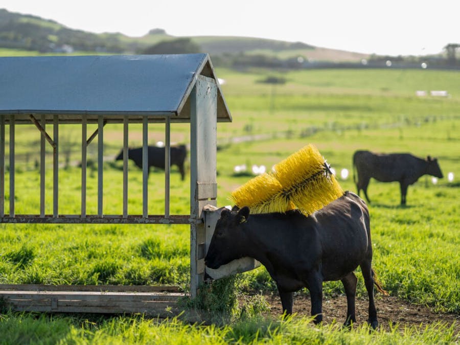 Cows 2
