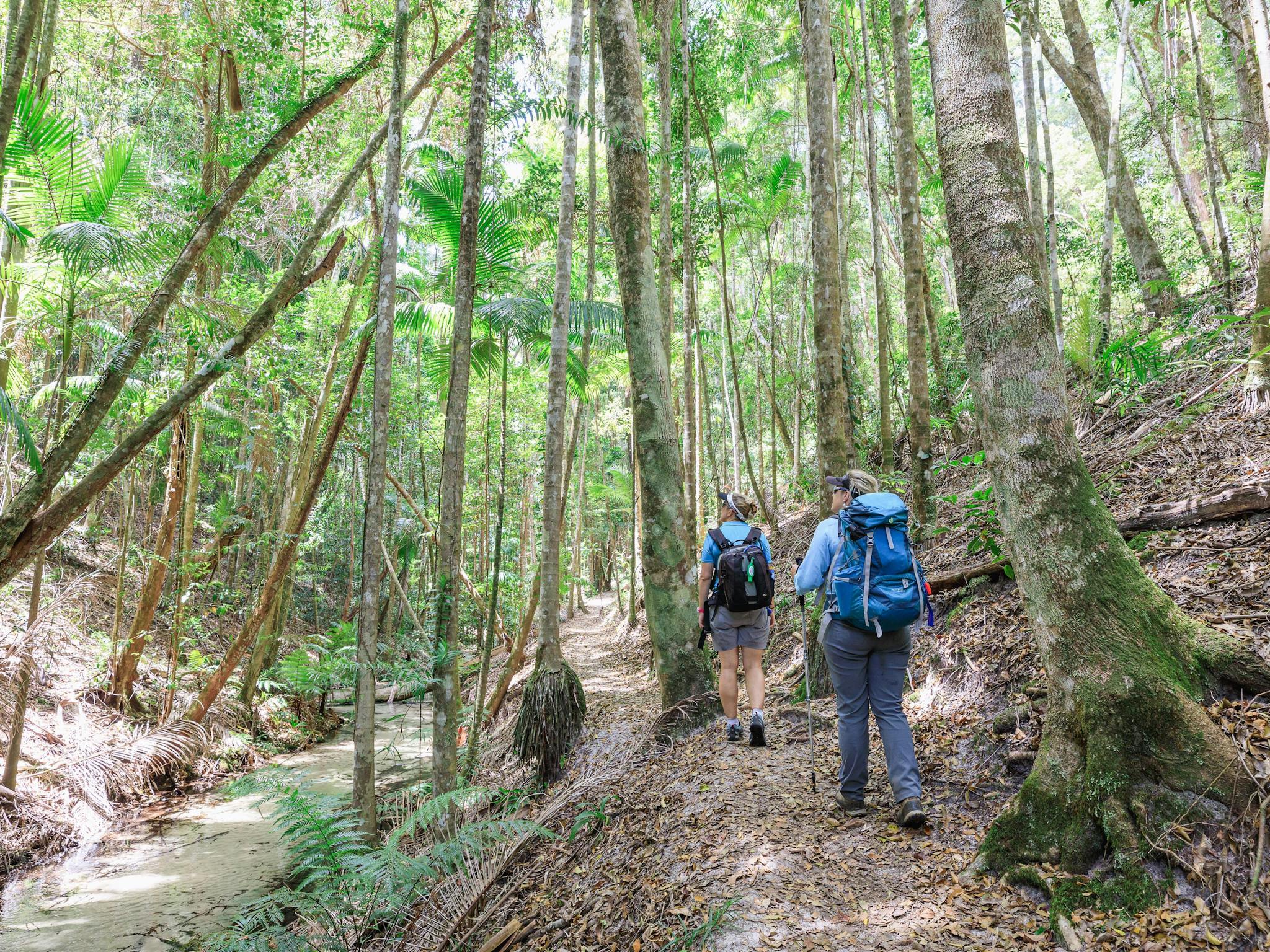 The only place in the world where rainforests grows in sand at over 200m elevation levels The only place in the world where rainforests grows in sand at over 200m elevation levels