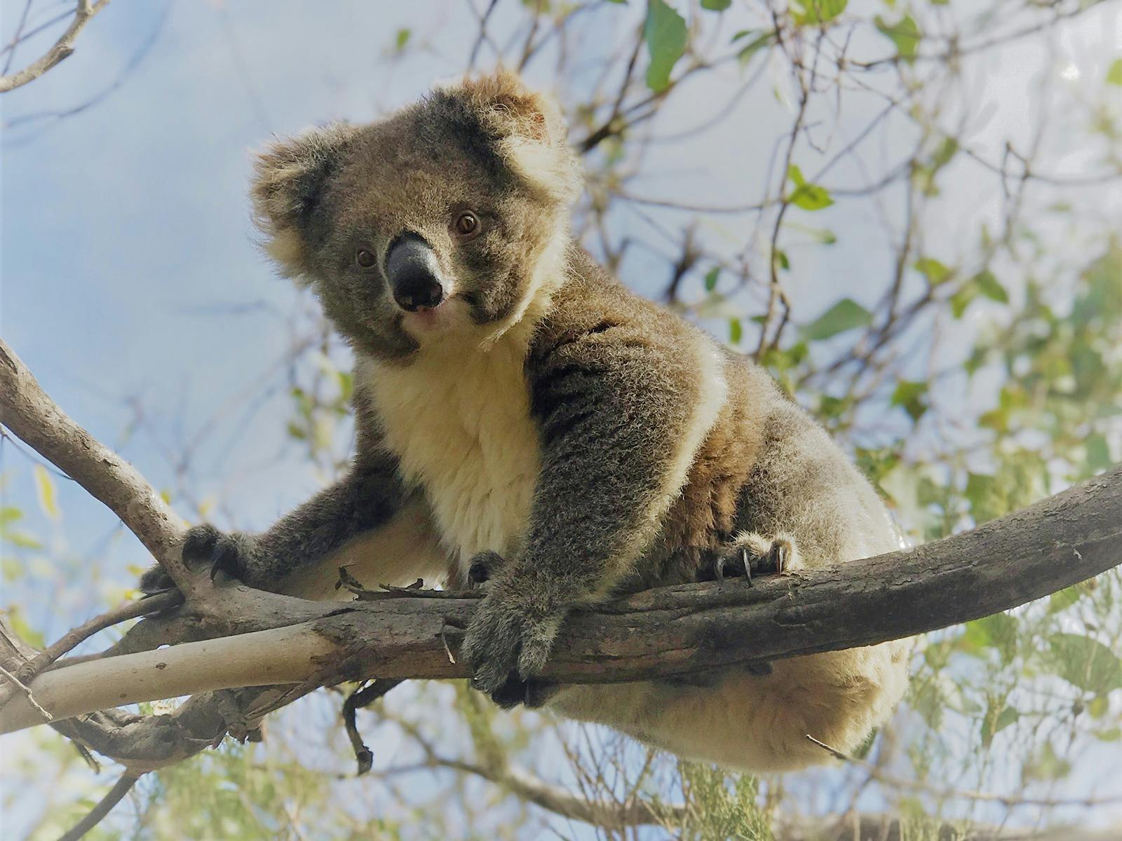 A koala watches from a tree branch