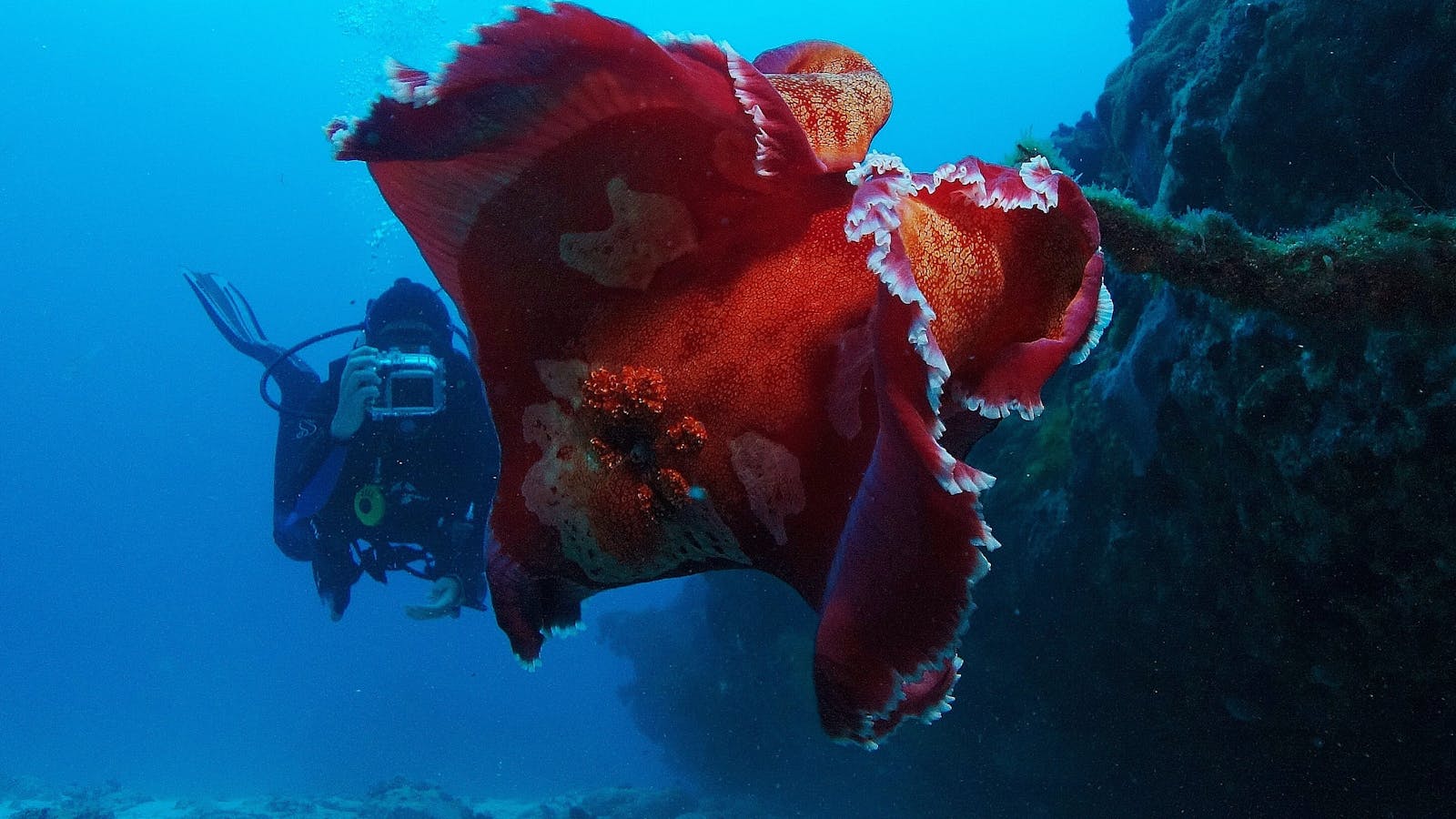 Dive Lord Howe