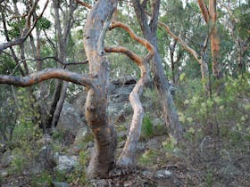 Twisted Gum Trees