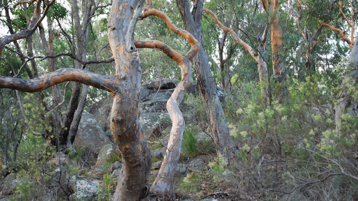 Twisted Gum Trees