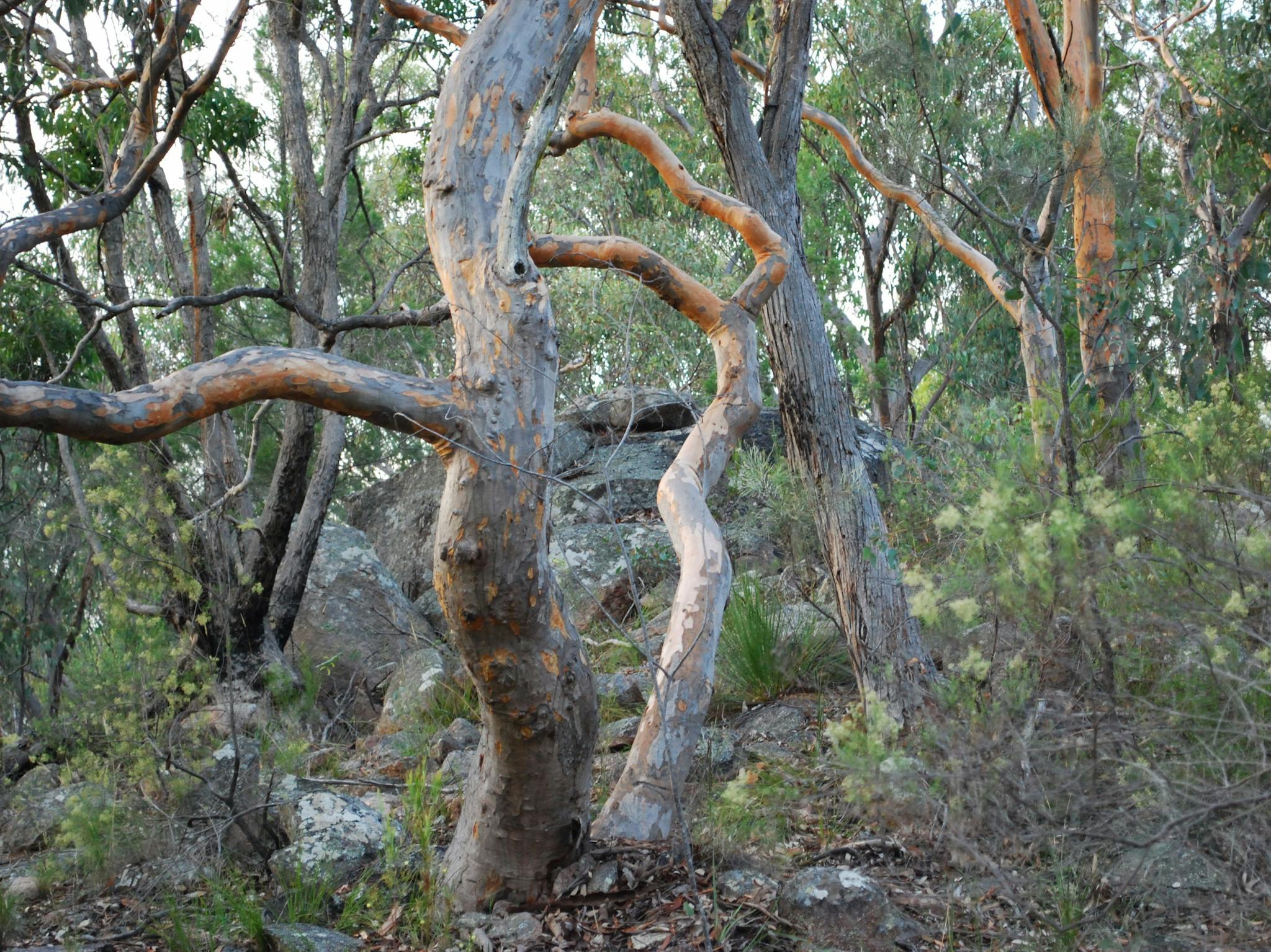 Twisted Gum Trees