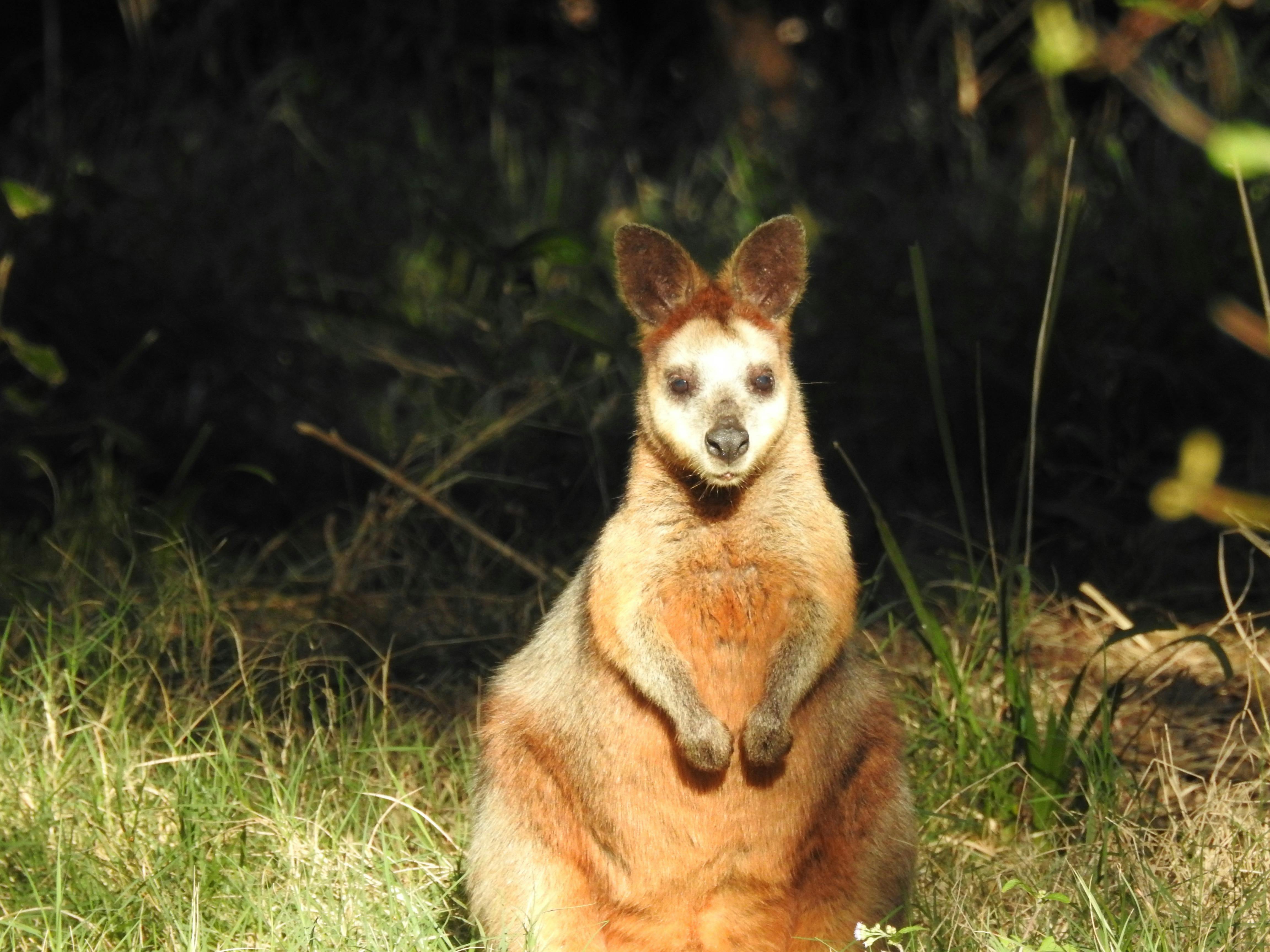 Wallaby