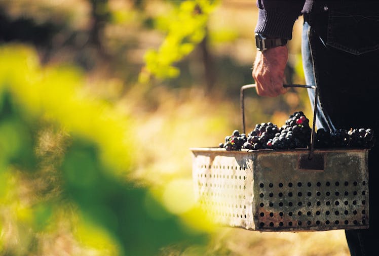 East End Cellars Masterclass Future Farmers Biodynamic Winegrowing