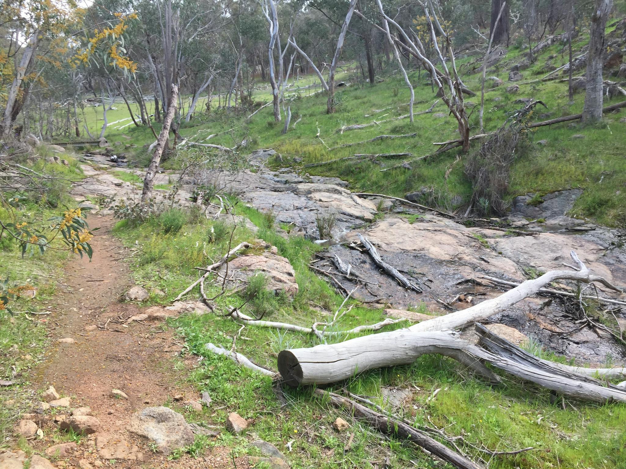 Dirt walking track, wattle, fallen tree, creek, hillside, rocks, footbridge in distance