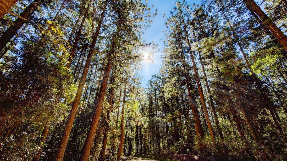Tall trees in Mount Mee Forest Reserve lining a 4X4 track
