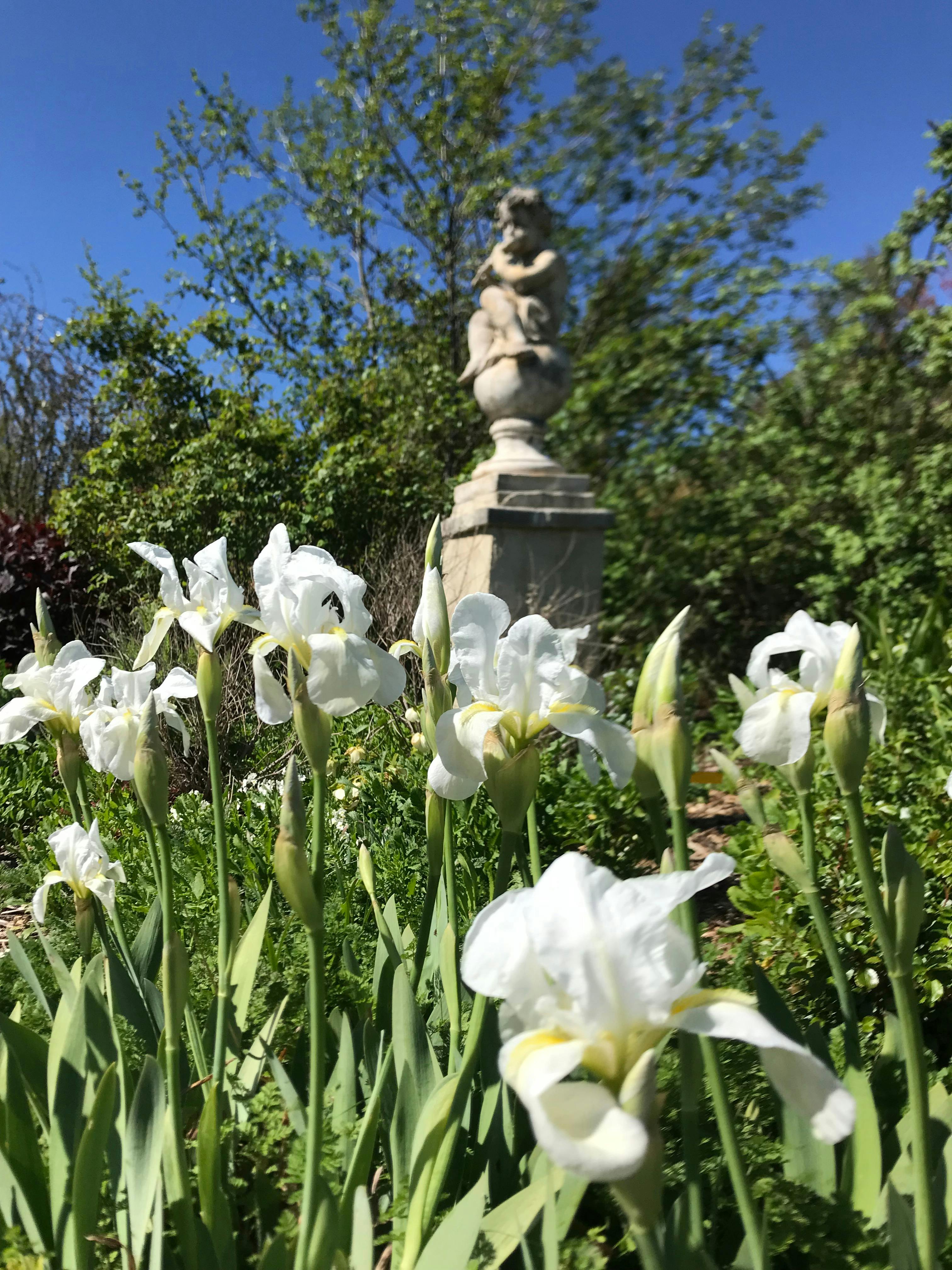 white flowering iris in the white Garden at Highfie;lds garden littley hartley NSW