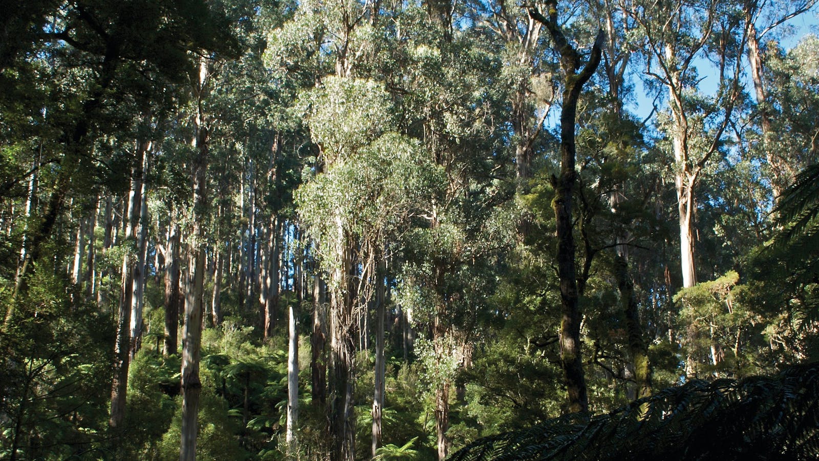 Tarra Bulga National Park