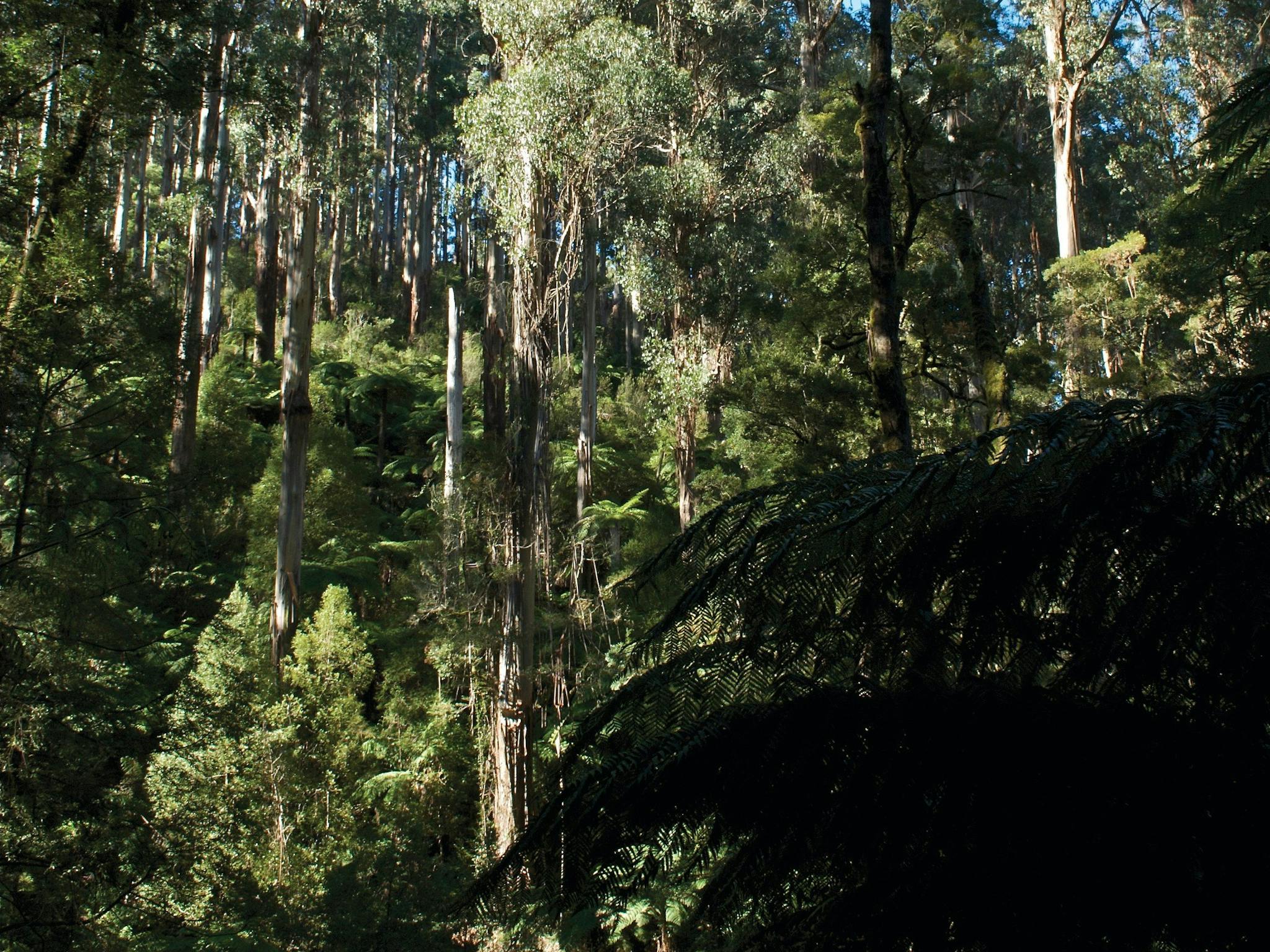 Tarra Bulga National Park