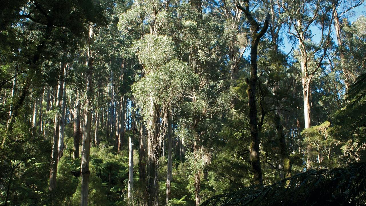 Tarra Bulga National Park