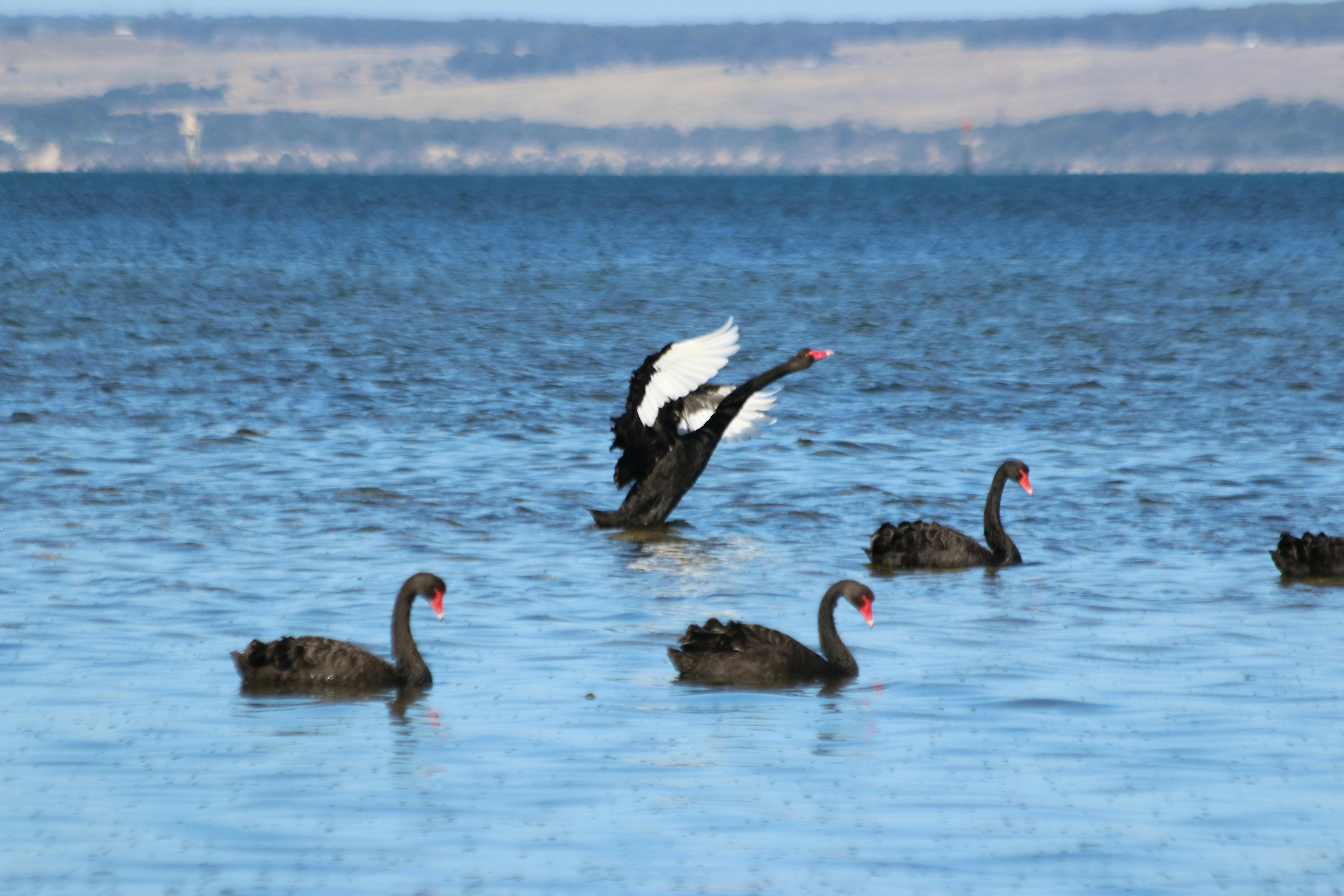 Australian Black Swans in sheltered waters of American River