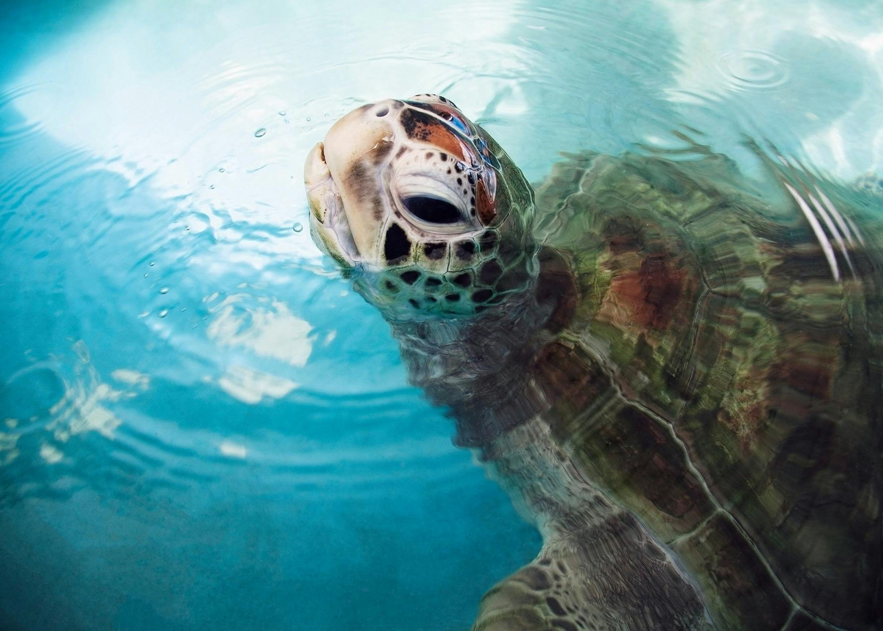 Turtle
