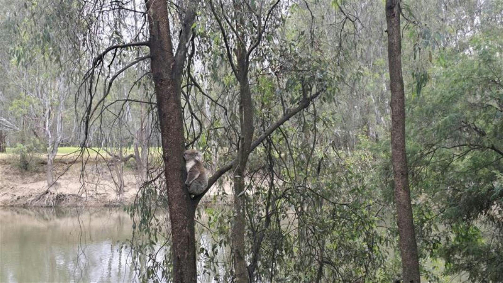 Koala sitting in a gum tree with a river in the back ground