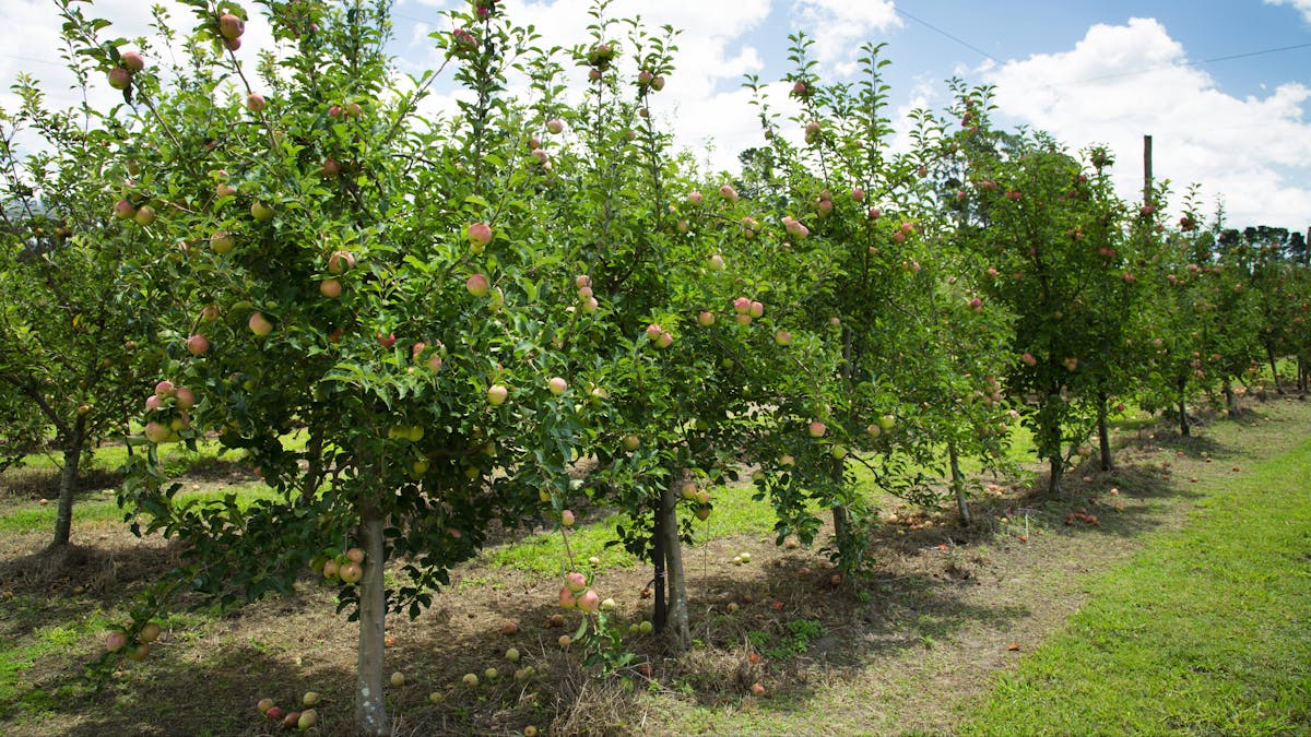 Apple orchard, Granite Belt