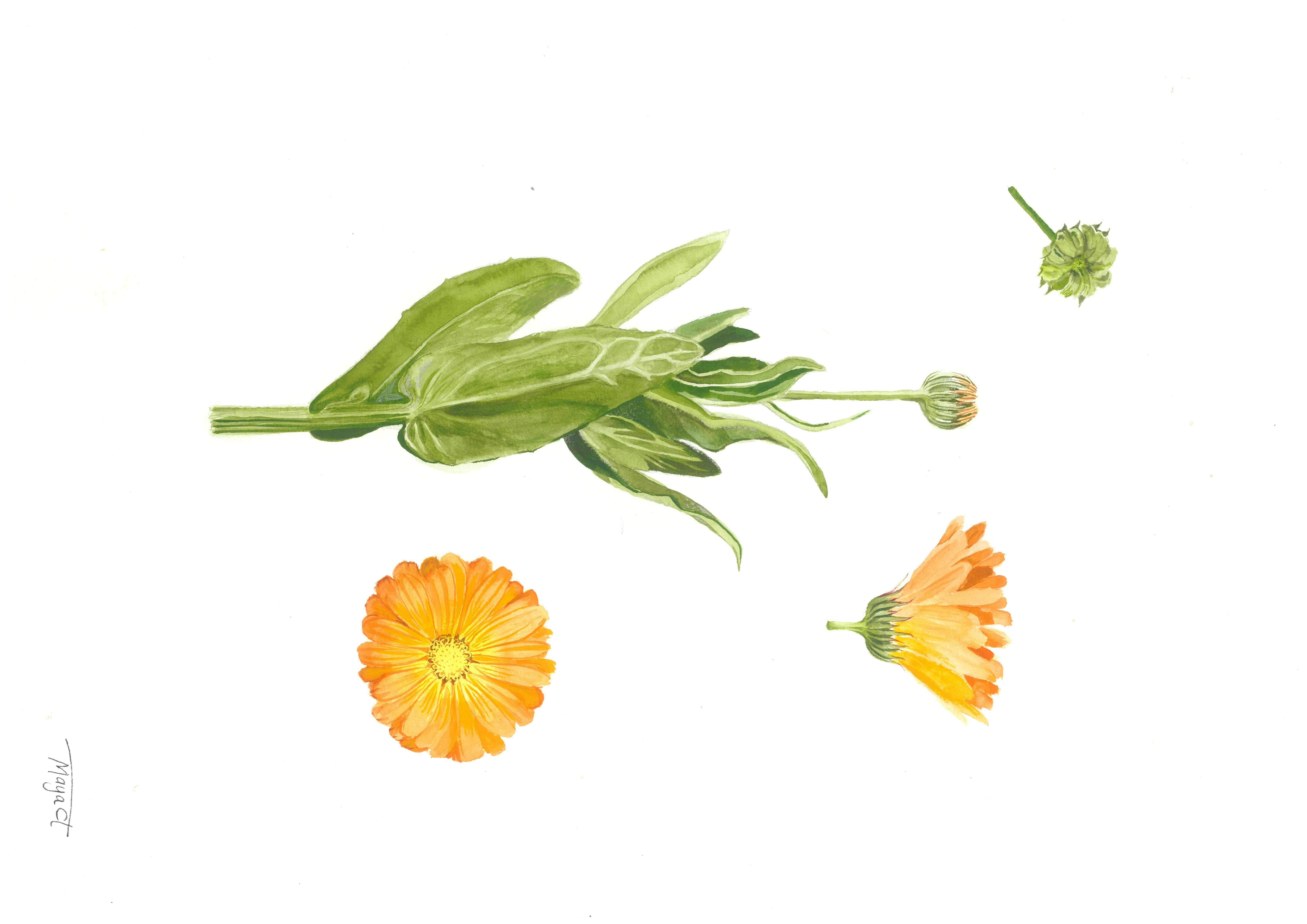 Watercolour painting of a calendula flower