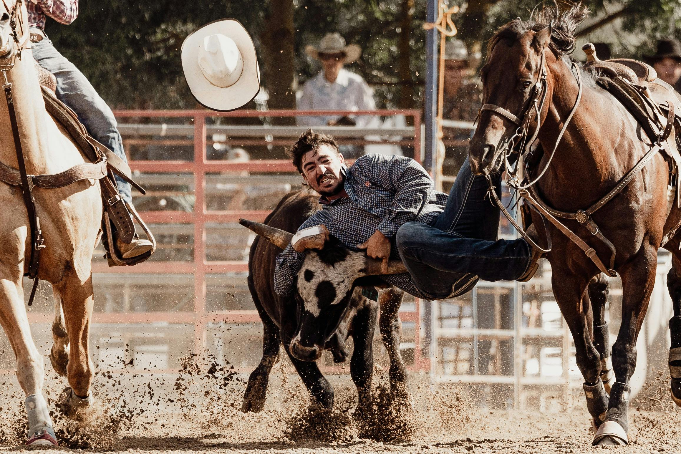 steer wrestler