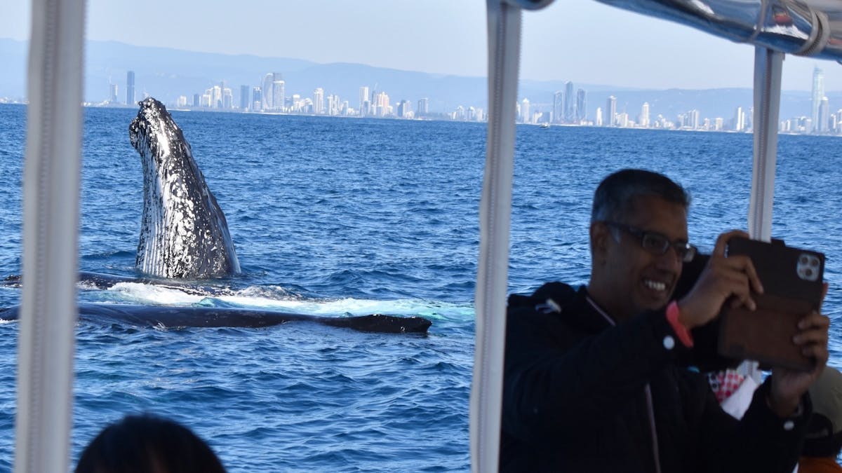 Whale Watch Queensland