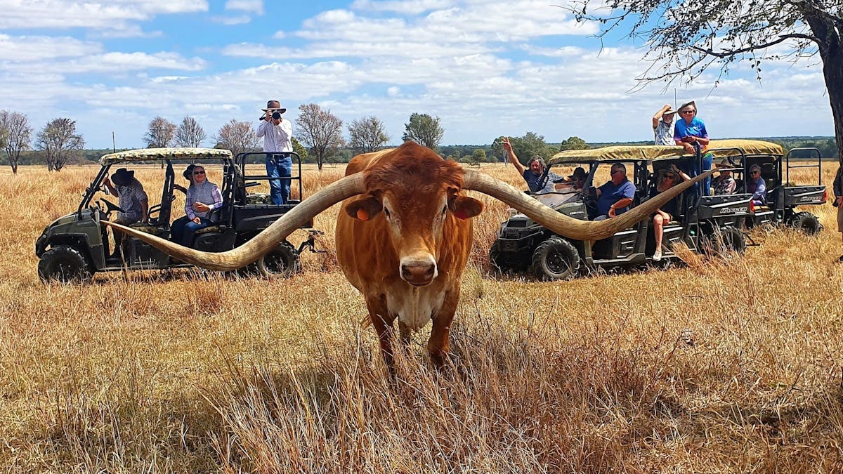 Texas Longhorn Safari