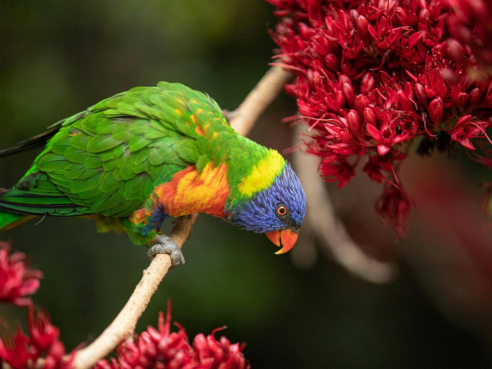 Secret Life of Birds